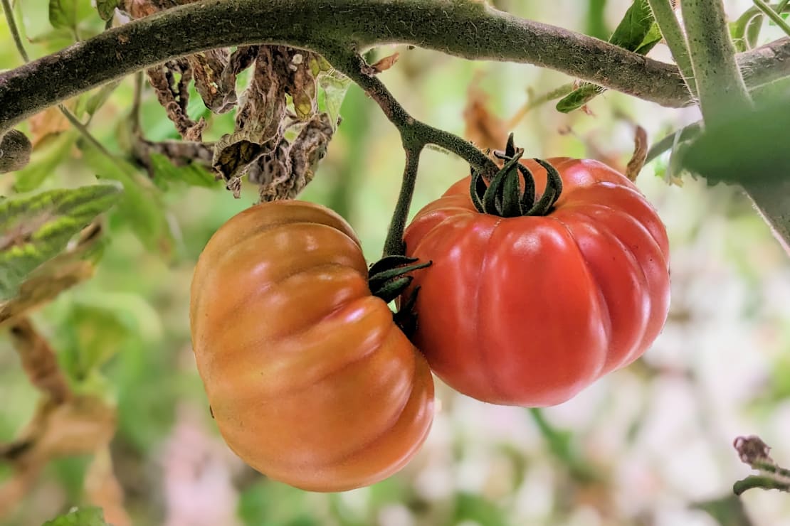 Close-up of pair of tomatoes hanging from their vine.